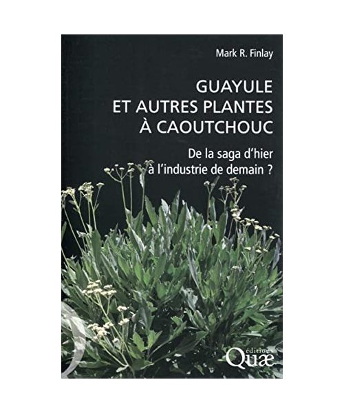 Guayule et autres plantes à caoutchouc