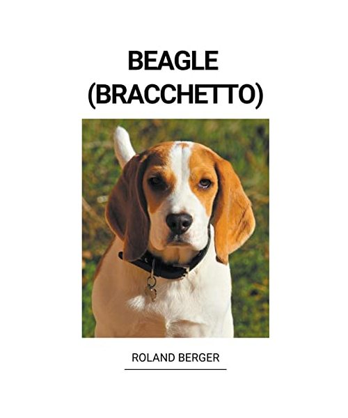 Beagle (Bracchetto)