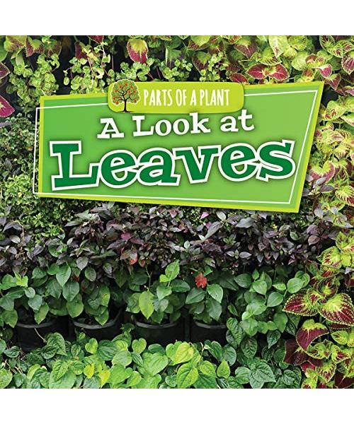 A Look at Leaves