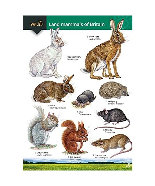 Guide to the Land Mammals of Britain (Chart)
