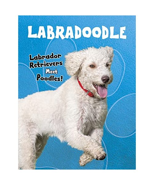 Labradoodle