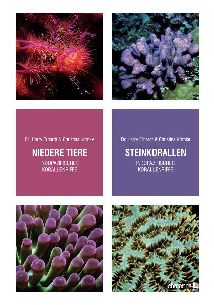 Steinkorallen/Niedere Tiere indopazifischer Korallenriffe