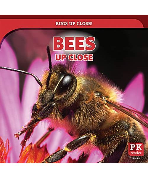 Bees Up Close