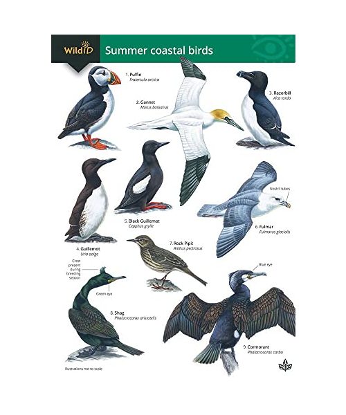 Guide to Summer Coastal Birds