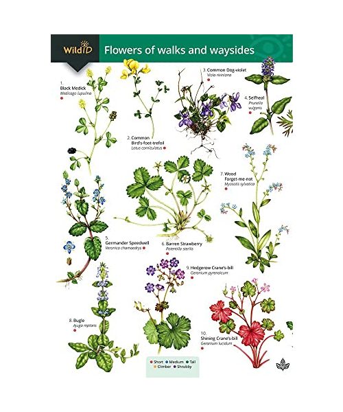 Guide to flowers of walks and waysides