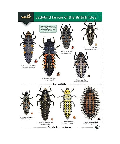 Guide to the Ladybird Larvae of the British Isles