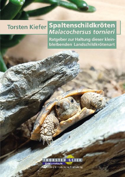 Spaltenschildkröten Malacochersus tornieri