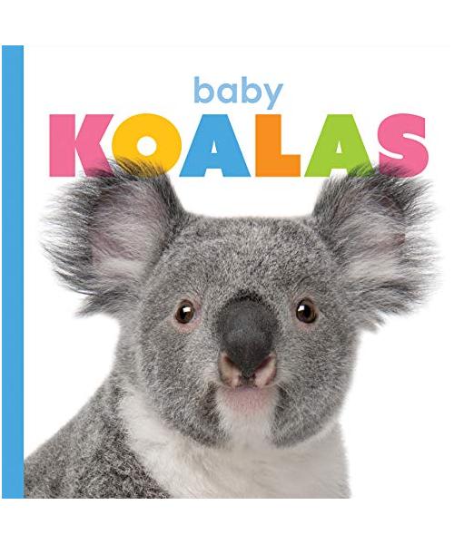 Baby Koalas