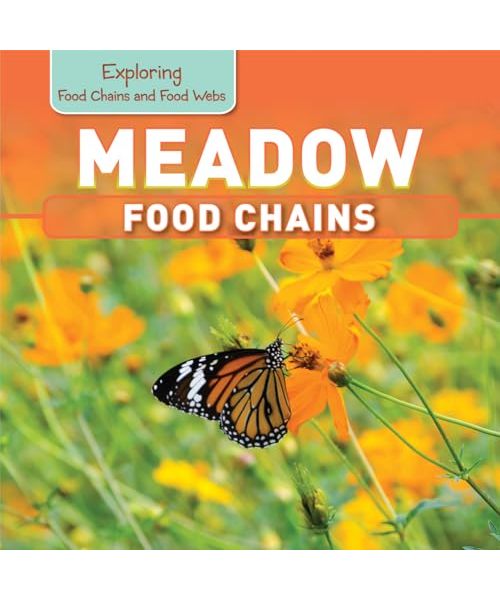 Meadow Food Chains