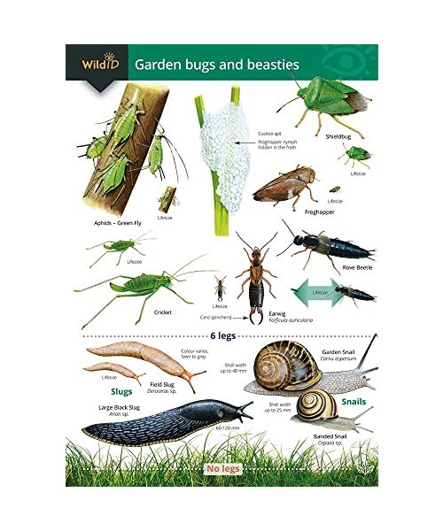 Garden Bugs and Beasties