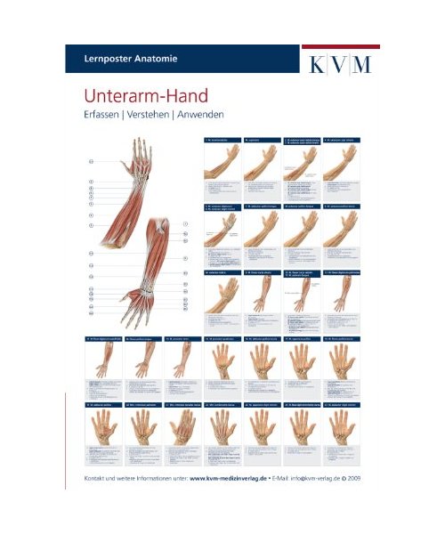 Lernposter Anatomie. Unterarm - Hand