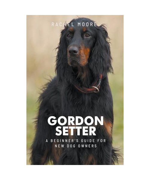 Raising a Gordon Setter as a Pet