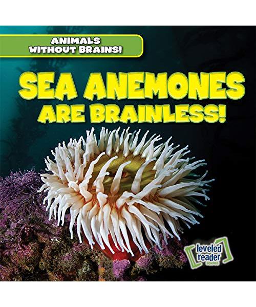 SEA ANEMONES ARE BRAINLESS (Animals Without Brains!)