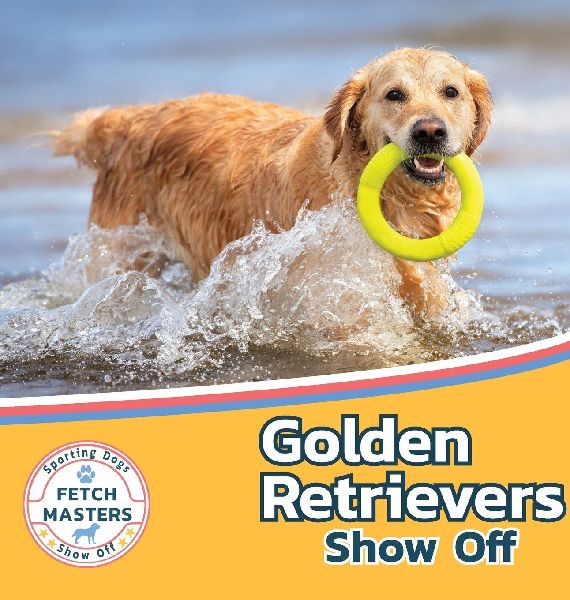 Golden Retrievers Show Off