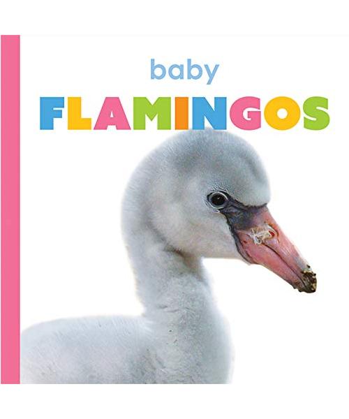 Baby Flamingos