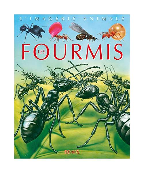 Fourmis - Imagerie Animale