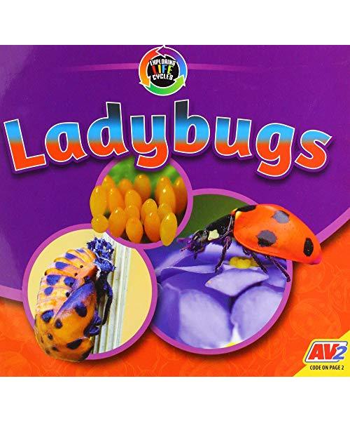 Ladybugs