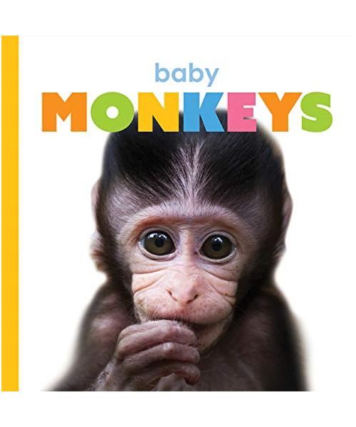 Baby Monkeys