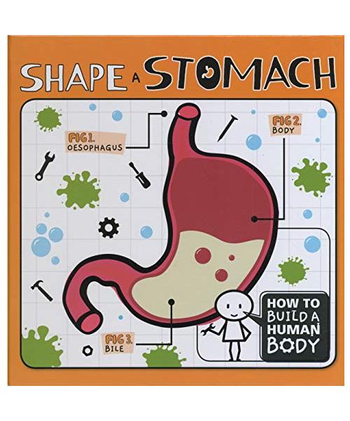 Shape a Stomach (How to Build a Human Body)