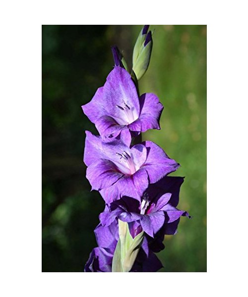 Gladioli Notebook