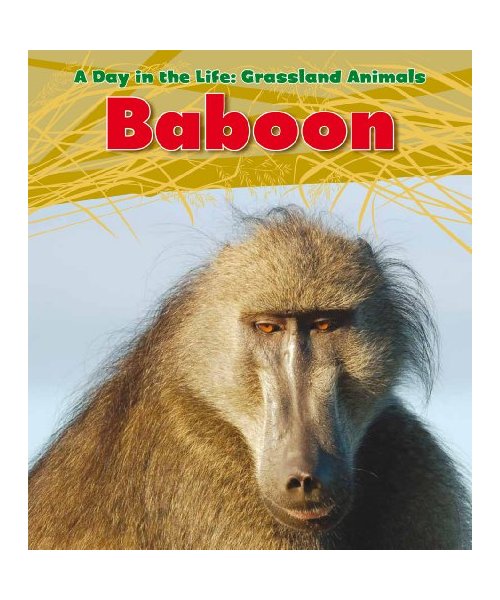 Baboon